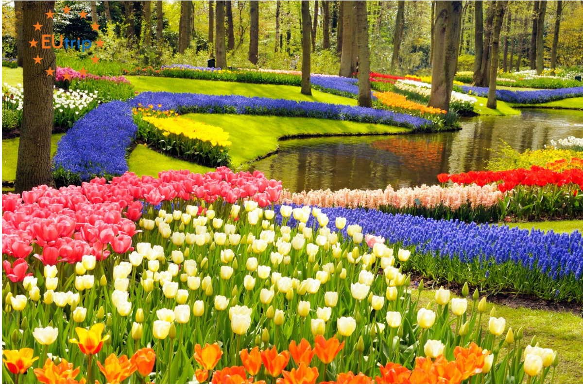 Lễ hội hoa Keukenhof 2024 ở Hà Lan
